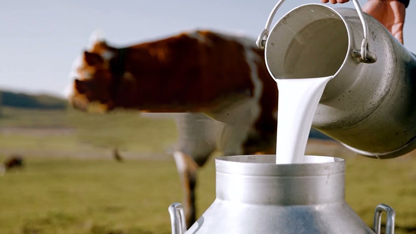 Sữa non từ bò gần giống với sữa mẹ