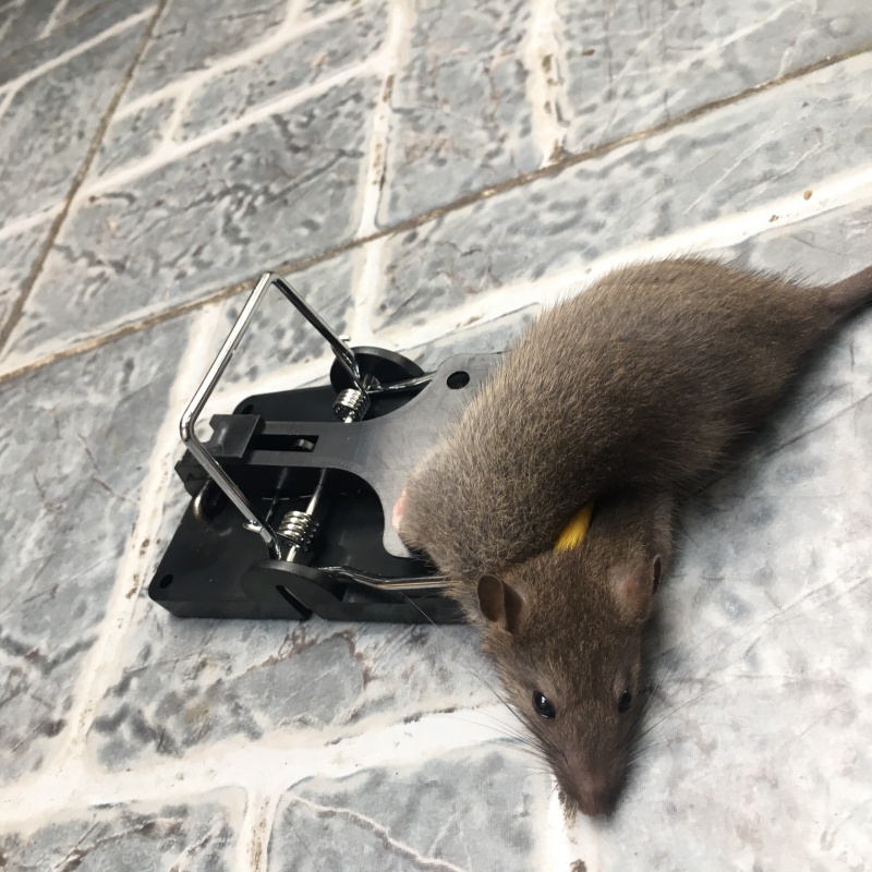 dịch vụ diệt chuột thủ đức