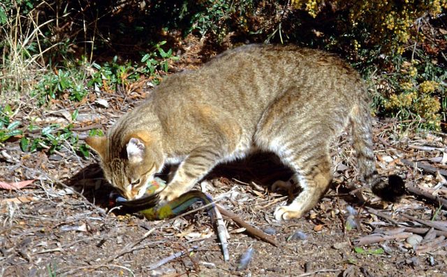 cung cấp dịch vụ bắt mèo hoang pest kill 247