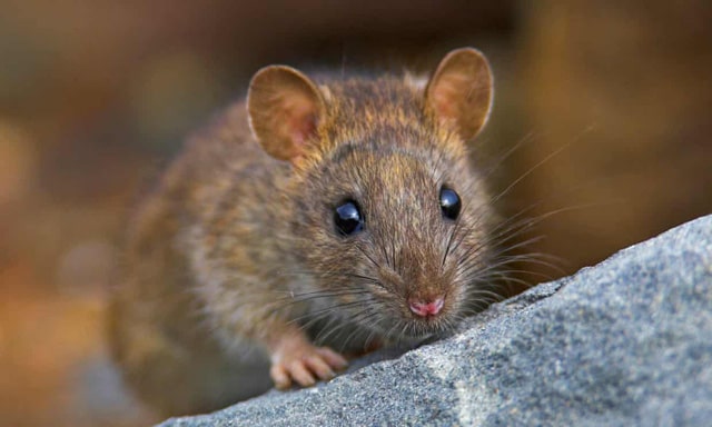 Dịch vụ diệt chuột tận gốc pest kill 247