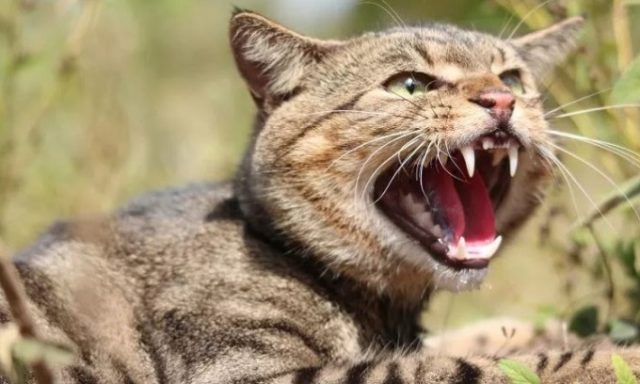 dịch vụ bắt mèo hoang pest kill 247