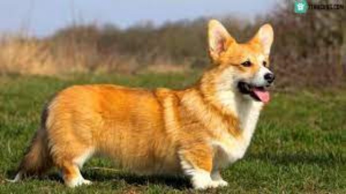 thức ăn cho chó Corgi