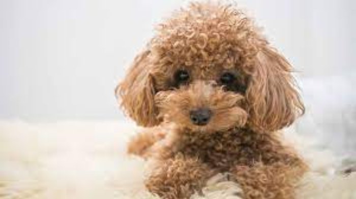 hạt thức ăn cho chó Poodle