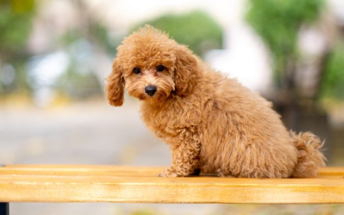 thức ăn cho chó Poodle 2 tháng tuổi