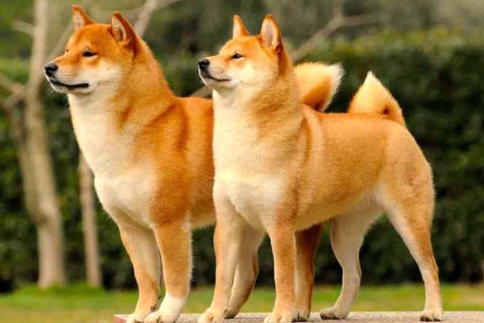thức ăn cho chó Shiba