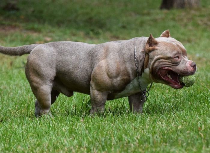 Thức ăn cho chó Bully