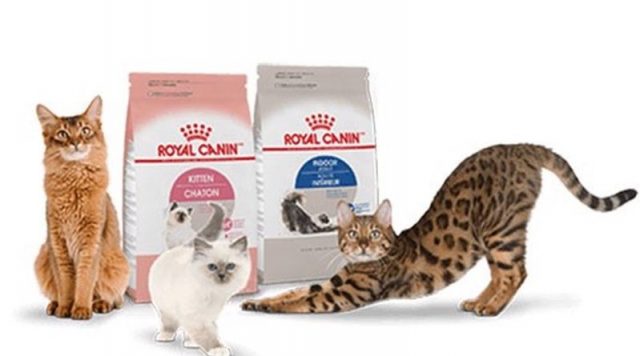 thức ăn cho mèo Royal Canin Indoor