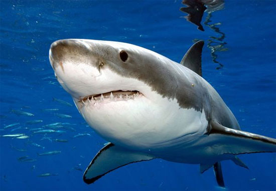 cá mập trắng