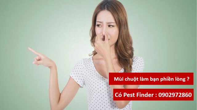 Dịch vụ tìm xác chuột Pest FInder