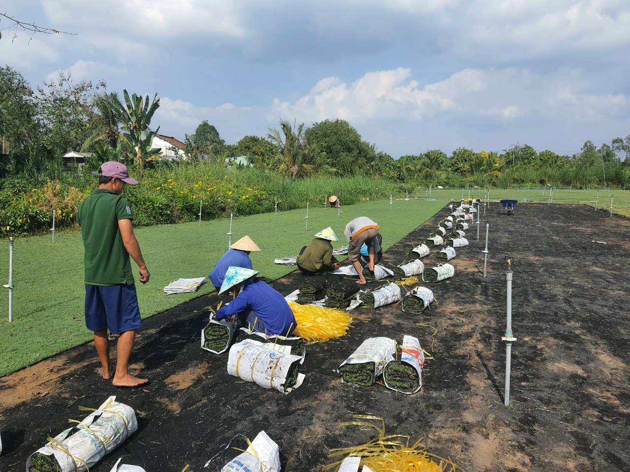 Công Ty Trồng Cỏ, Trồng Cây Xanh Bình Dương