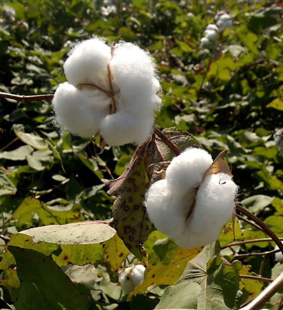 vai cotton la gi