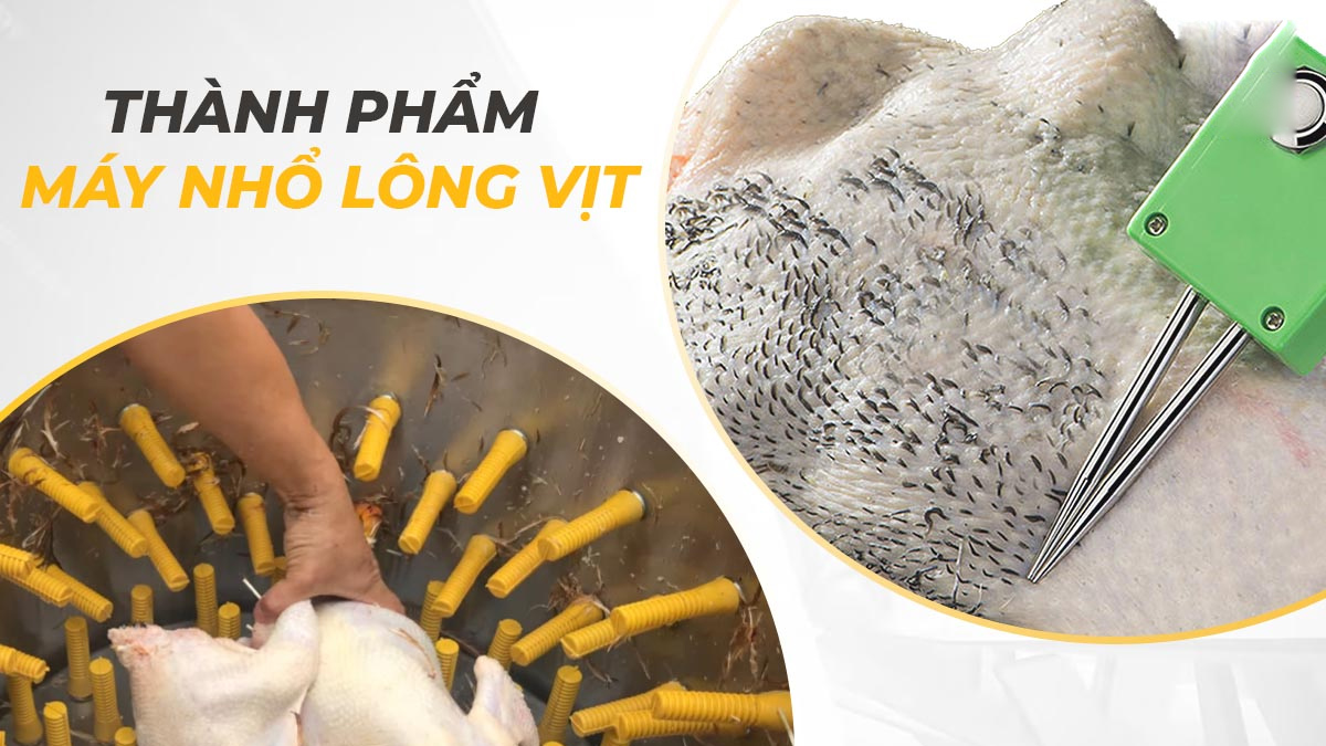 Thành phẩm máy vặt lông gà vịt