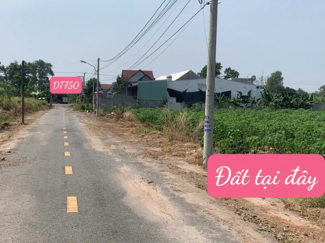 ĐẤT BÀU BÀNG. SỔ SẲN